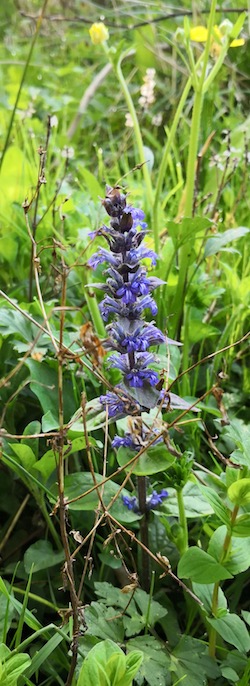 Self-Heal, Wayland Woods. image Copyright Andrew Cook 2020