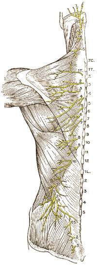 Musculoskeletal