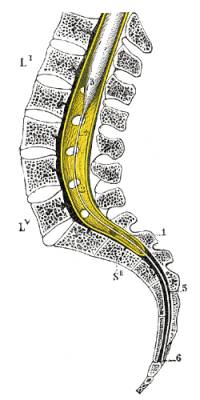 Musculoskeletal