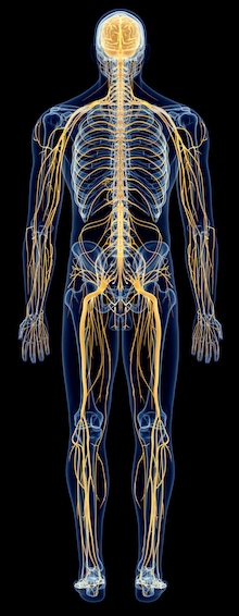 Musculoskeletal