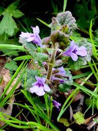 Self-heal. image Copyright Andrew Cook 2020