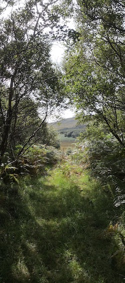 stream, Ardnamurchan. image Copyright Andrew Cook 2020