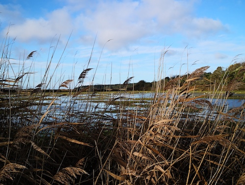 Holkham, Norfolk. image Copyright Andrew Cook 2020